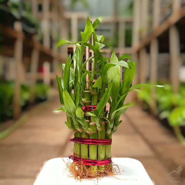 Lucky Bamboo